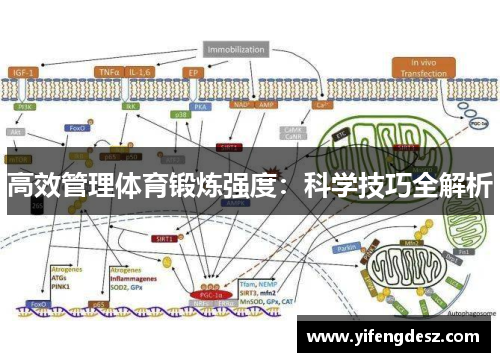 高效管理体育锻炼强度：科学技巧全解析